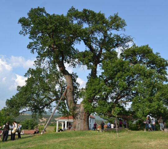 THE PLACE DABOT (OAK) IN THE VILLAGE OF BELI